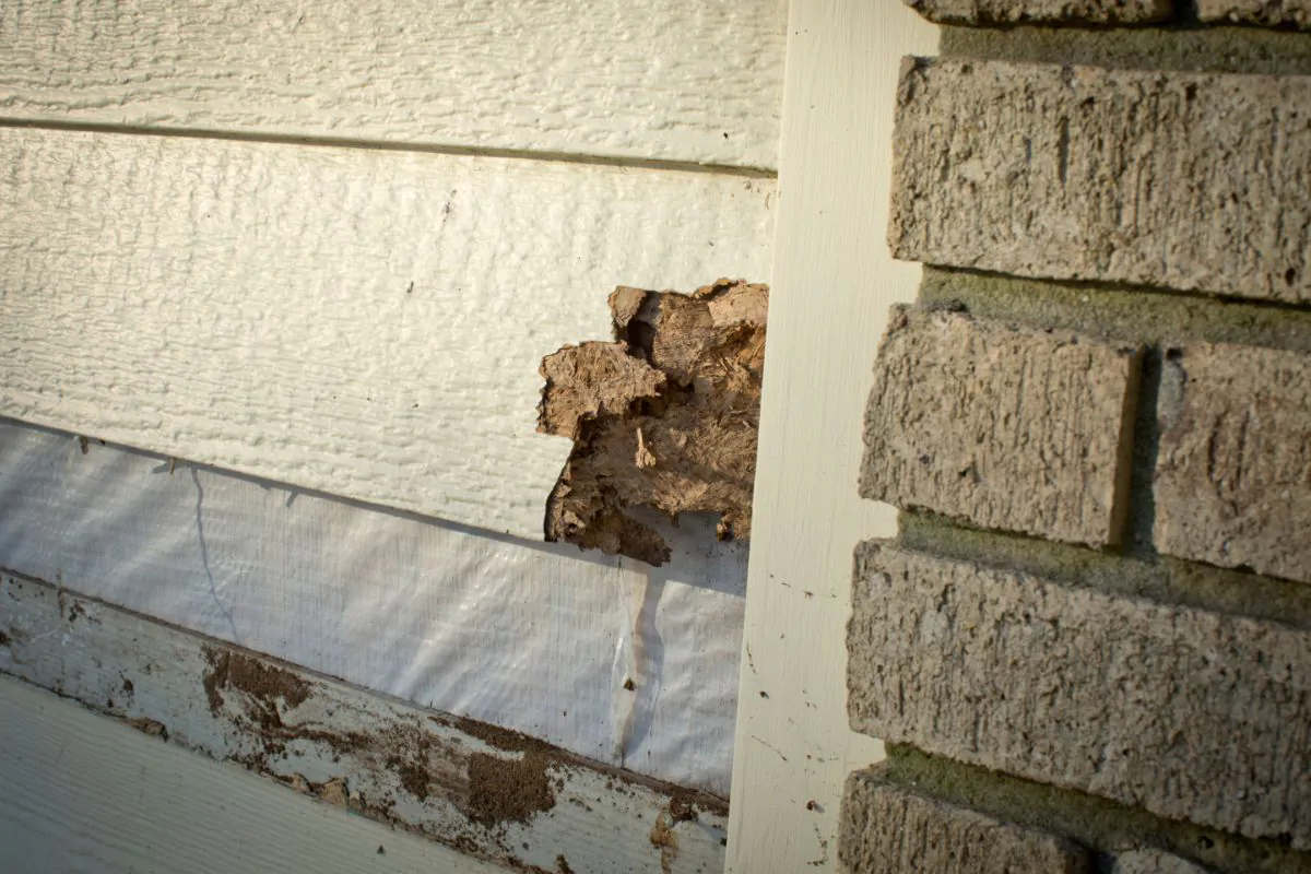 Siding Need to Repair